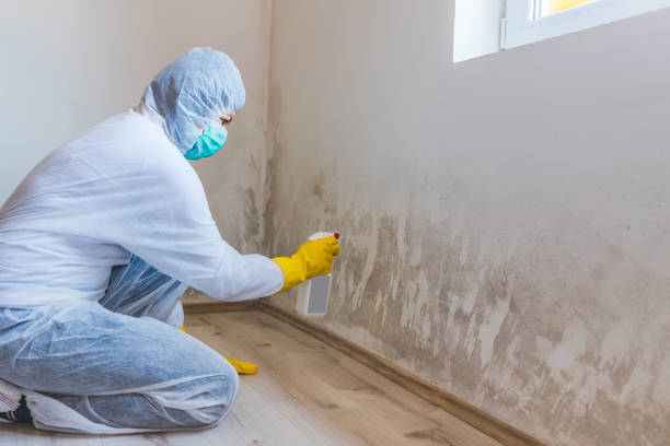 Best Attic Mold Removal  in Greenup, KY