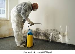 Professional Mold Remediation in Greenup, KY